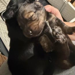 Ariel - Red female Dachshund puppy in Erie, Michigan from Champagne’s Grinch Toe’d Dachshunds
