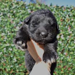 Female 2 - Black female German Shepherd puppy in New Jersey from Stahlhaus ( Previously Buffelbach Farmstead Shepherds)
