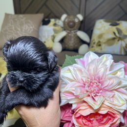 Charlie - Black male Shih Tzu puppy in Hesperia, California from Maria's Shih Tzus