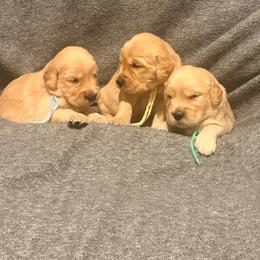 Blue - Golden male Golden Retriever puppy in Great Falls, Montana from VS Golden Fields