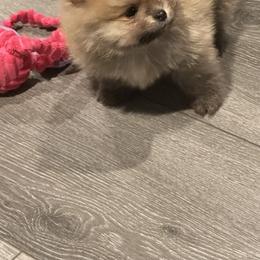 Pomeranian Puppies from Lori’s Precious Poms