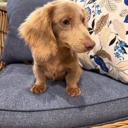 Murphy - Fawn (isabella) and tan male Dachshund puppy in Stilwell, Oklahoma from B & K Dachshunds
