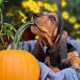 Basset Hound and Beagle Puppies from Orange Mountain Basset Hounds & Beagles