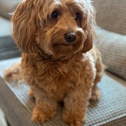Macy - Goldendoodle