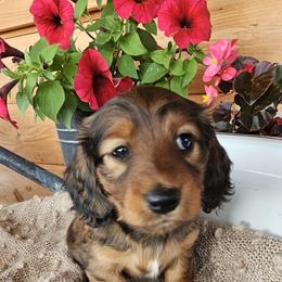 Dachshund Puppies from Long Mountain Long Dogs