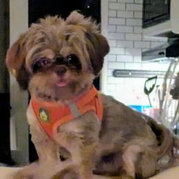 Dennis - Chocolate and tan male Shih Tzu puppy in Surry, Maine from McKayla Hairston