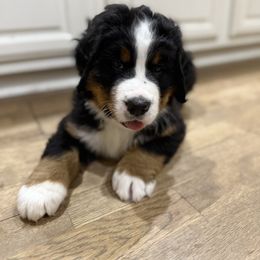 Bernese Mountain Dog Puppies from Country Feels Ranch