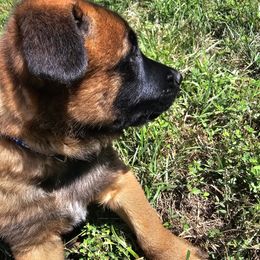 Belgian Malinois Puppies from Love Belgian Malinois