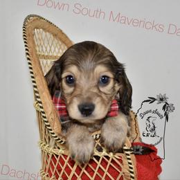 Shaded cream boy - Cream male Dachshund puppy in Seminary, Mississippi from Down South Mavericks Dachshunds
