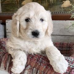 Pyredoodle Puppies from Perfect Pyredoodles