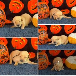 Black Collar - Yellow male Labrador Retriever puppy in Quinlan, Texas from Wright Way Retrievers