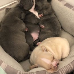 French Bulldog Puppies from Roughneck Frenchies
