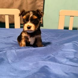 Small stripe - Black and tan male Yorkshire Terrier puppy in Boone, North Carolina from Coffeycup Yorkies