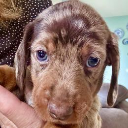 DUKE-in Michigan-3500 - Chocolate and tan male Dachshund puppy in Michigan And Florida Locations, Michigan from UP North Dachshunds UPNDLLC