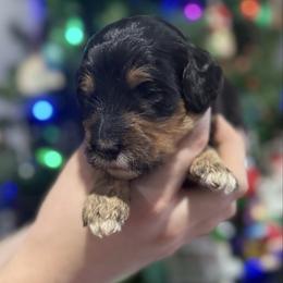 Blossom - Phantom female Goldendoodle puppy in Howard City, Michigan from Doodles and Chaos