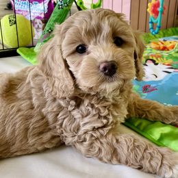 Cavapoo and Cockapoo Puppies from Benji’s Cockapoos