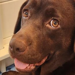 LESLEY - Labrador Retriever