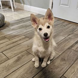 Shadow - Merle male Pomsky puppy in West Sacramento, California from Northern Cali Pomskies