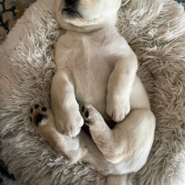 Labrador Retriever Puppies from Fidelity Farm Labradors