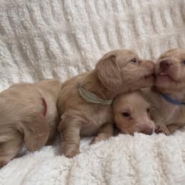 Dachshunds from Sweet Cream Dachshunds