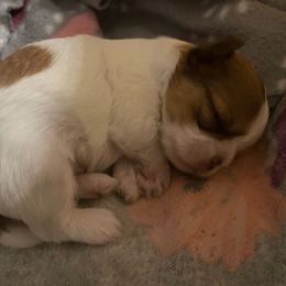 Boy 1 - Sable and white male Shih Tzu puppy in Troy, Texas from Smith Shih Tzu