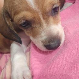 Peanut - Piebald female Dachshund puppy in Sturtevant, Wisconsin from Nicole's Dachshunds