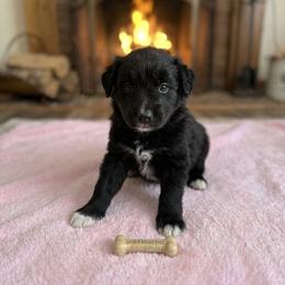 Moonstone - Black & white female Australian Shepherd puppy in Ellensburg, Washington from Creekside Aussies