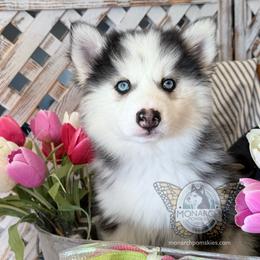 Monarch LizzyLaine - Black and white female Pomsky puppy in Greeley, Colorado from Monarch Pomskies | Northern Colorado
