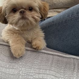 Hazel - Liver female Shih Tzu puppy in Rockville Centre, New York from Magnolia Tzus