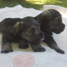 Miniature Schnauzers from ArdenWood Miniature Schnauzers