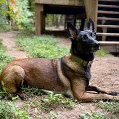 Freyja - Belgian Malinois