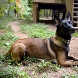 Freyja - Belgian Malinois