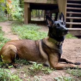 Freyja - Belgian Malinois