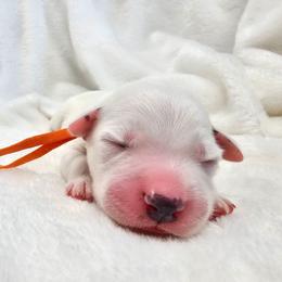 Orange - White and black male Dalmatian puppy in Gray, Georgia from Fuller Spots