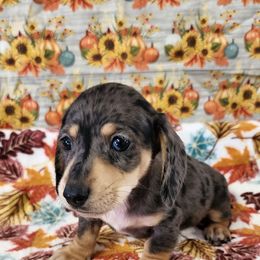 Thomas - Dapple male Dachshund puppy in Anaconda, Montana from Williams Family Dachshunds