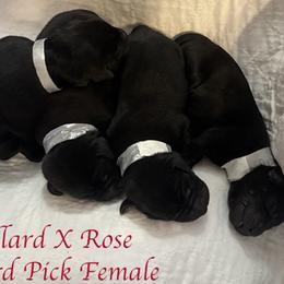 Third Pick Female - Black female Labrador Retriever puppy in Greater Houston Area, Texas from Coram Deo Retrievers