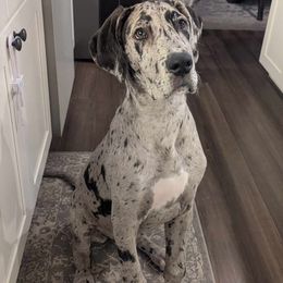Great Dane Puppies from Phoenix Family Danes