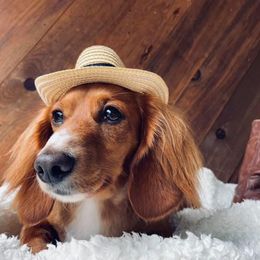 Dachshunds from Dream A Dream Dachshunds