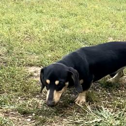 Wade - Dachshund