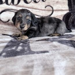 Stu - Dapple male Dachshund puppy in Lake City, Florida from KNG FARMS
