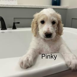 Goldendoodle Puppies from Hani's family