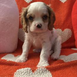 Peter - Blenheim male Cavalier King Charles Spaniel puppy in Channahon, Illinois from Marvelous Cavalier King Charles Spaniels