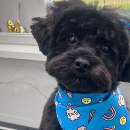 Double Doodles, Goldendoodles, Poodles, Yorkipoos, and Yorkshire Terriers from Edgewater Doodles & Designer Pups