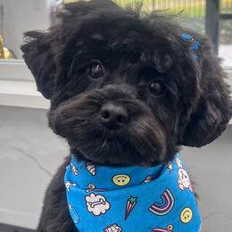 Double Doodles, Goldendoodles, Poodles, Yorkipoos, and Yorkshire Terriers from Edgewater Doodles & Designer Pups