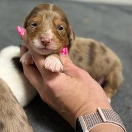 Grumpy AKC - Dapple male Dachshund puppy in Oklahoma City, Oklahoma from Barrett’s Doxie Farm