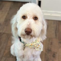 Ellie - Goldendoodle