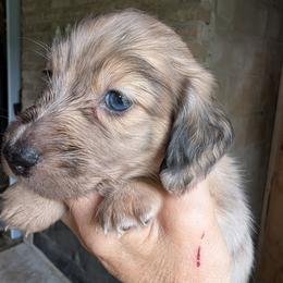 Marshal - Cream male Dachshund puppy in Annandale, Minnesota from Weiners on a Hill