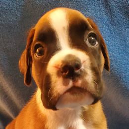 Tucker - Fawn Boxer puppy in Evans, Georgia from Kimberly's Boxers