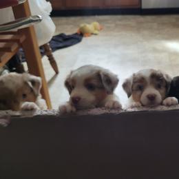 Miniature Australian Shepherd Puppies from Rutland Aussies