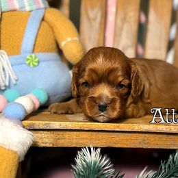 Attina - Ruby female Cavalier King Charles Spaniel puppy in Clinton, Oklahoma from Enchanted Spaniels